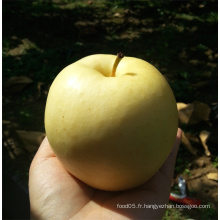 Fresh Gala / Golden Delicious / Red Chief Apple